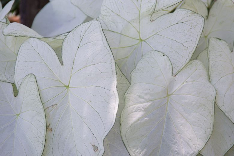 Caladium 'June Bride', Angel Wings 'June Bride', June Bride Caladium, Shade Plant, White leaves, White Foliage,Fancy Caladium, Fancy-Leafed Caladium