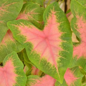 Caladium 'Kathleen', Angel Wings 'Kathleen', Kathleen Caladium, Shade Plant, Pink leaves, Pink Foliage,Fancy Caladium, Fancy-Leafed Caladium
