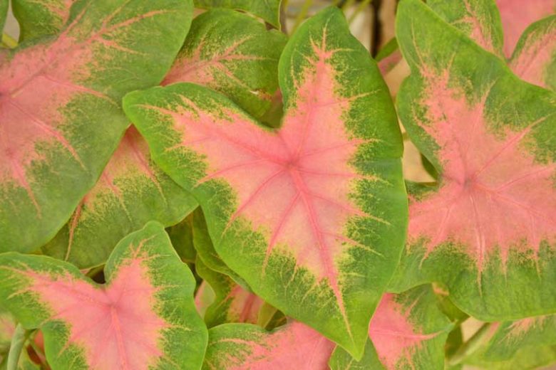 Caladium 'Kathleen', Angel Wings 'Kathleen', Kathleen Caladium, Shade Plant, Pink leaves, Pink Foliage,Fancy Caladium, Fancy-Leafed Caladium