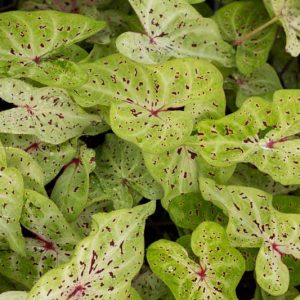 Caladium 'Miss Muffet', Angel Wings 'Miss Muffet', Miss Muffet Caladium, Shade Plant, Bicolor leaves, Bicolor Foliage,Fancy Caladium, Fancy-Leafed Caladium