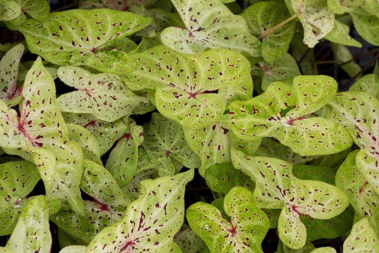 Caladium 'Miss Muffet', Angel Wings 'Miss Muffet', Miss Muffet Caladium, Shade Plant, Bicolor leaves, Bicolor Foliage,Fancy Caladium, Fancy-Leafed Caladium