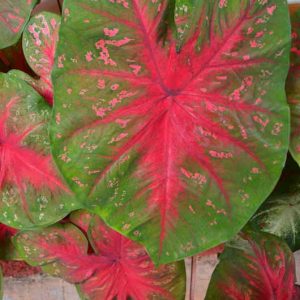 Caladium 'Red Flash', Angel Wings 'Red Flash', Red Flash Caladium, Shade Plant, Red leaves, Red Foliage,Fancy Caladium, Fancy-Leafed Caladium