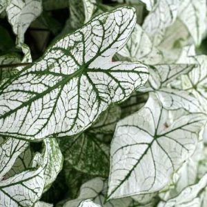Caladium 'White Christmas', Angel Wings 'White Christmas', White Christmas Caladium, Shade Plant, White leaves, White Foliage,Fancy Caladium, Fancy-Leafed Caladium