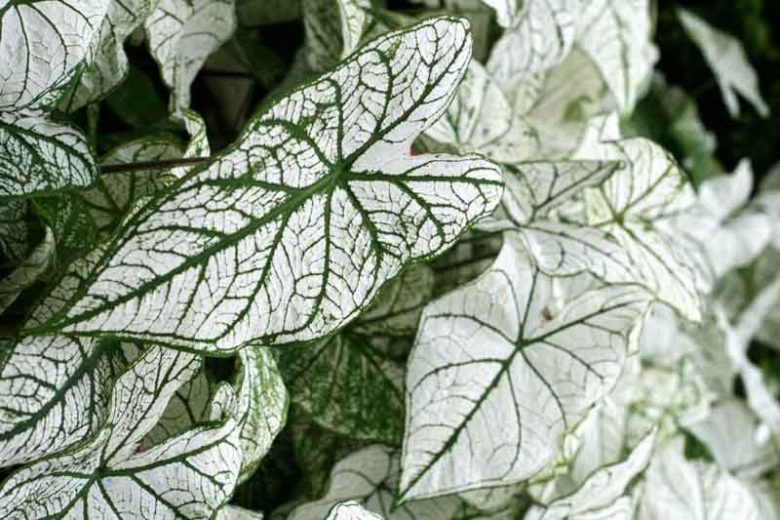 Caladium 'White Christmas', Angel Wings 'White Christmas', White Christmas Caladium, Shade Plant, White leaves, White Foliage,Fancy Caladium, Fancy-Leafed Caladium