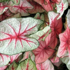 Caladium 'White Queen', Angel Wings 'White Queen', White Queen Caladium, Shade Plant, Pink leaves, Pink Foliage,Fancy Caladium, Fancy-Leafed Caladium