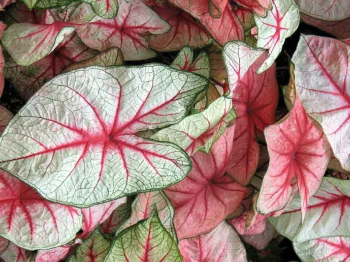Caladium 'White Queen', Angel Wings 'White Queen', White Queen Caladium, Shade Plant, Pink leaves, Pink Foliage,Fancy Caladium, Fancy-Leafed Caladium