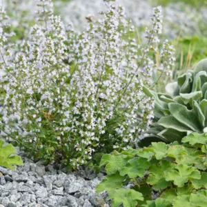 Calamintha nepeta (Lesser Calamint), Lesser Calamint, Clinopodium calamintha,  Clinopodium nepeta, Thymus minor, Thymus minus
