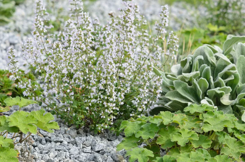 Calamintha nepeta (Lesser Calamint), Lesser Calamint, Clinopodium calamintha,  Clinopodium nepeta, Thymus minor, Thymus minus
