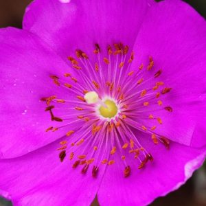 Calandrinia grandiflora, Rock Purslane, Cistanthe grandiflora, Drought tolerant flowers, Purple flowers, Drought tolerant perennials