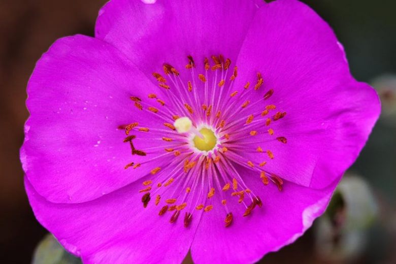 Calandrinia grandiflora, Rock Purslane, Cistanthe grandiflora, Drought tolerant flowers, Purple flowers, Drought tolerant perennials