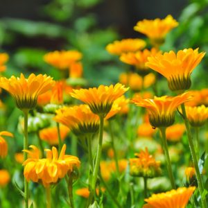 Calendula , Pot Marigold, English Marigold, Poet's Marigold, Orange Flowers, Red Flowers, Yellow Flowers, Calendula Officinalis , Annuals, Annual plant, deer resistant flowers