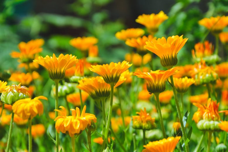 Calendula , Pot Marigold, English Marigold, Poet's Marigold, Orange Flowers, Red Flowers, Yellow Flowers, Calendula Officinalis , Annuals, Annual plant, deer resistant flowers