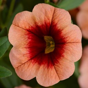 Calibrachoa 'Cabaret Coral Kiss', Cabaret Coral Kiss Calibrachoa, Mounding Calibrachoa, Trailing Calibrachoa, Coral Calibrachoa, Coral Flowers