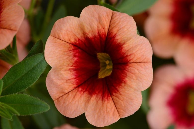 Calibrachoa 'Cabaret Coral Kiss', Cabaret Coral Kiss Calibrachoa, Mounding Calibrachoa, Trailing Calibrachoa, Coral Calibrachoa, Coral Flowers