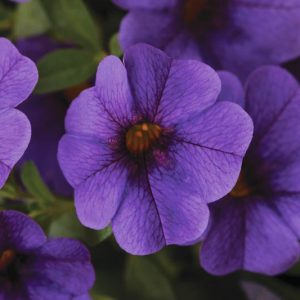 Calibrachoa 'Cabaret Deep Blue', Cabaret Deep Blue Calibrachoa, Mounding Calibrachoa, Trailing Calibrachoa, Blue Calibrachoa, Blue Flowers