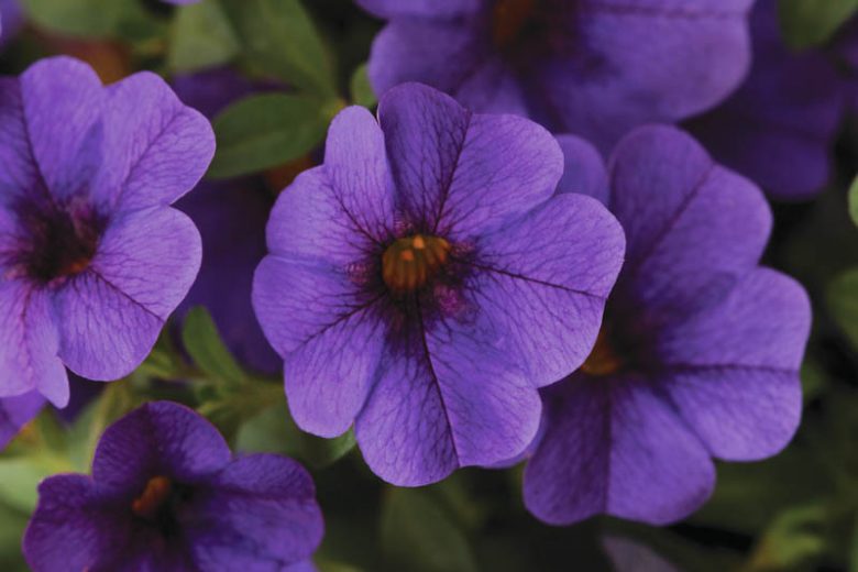 Calibrachoa 'Cabaret Deep Blue', Cabaret Deep Blue Calibrachoa, Mounding Calibrachoa, Trailing Calibrachoa, Blue Calibrachoa, Blue Flowers