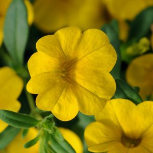 Calibrachoa 'Cabaret Deep Yellow', Cabaret Deep Yellow Calibrachoa, Mounding Calibrachoa, Trailing Calibrachoa, Yellow Calibrachoa, Yellow Flowers