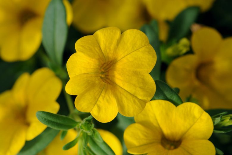 Calibrachoa 'Cabaret Deep Yellow', Cabaret Deep Yellow Calibrachoa, Mounding Calibrachoa, Trailing Calibrachoa, Yellow Calibrachoa, Yellow Flowers