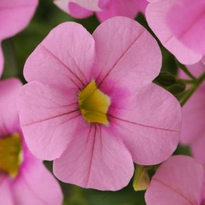 Calibrachoa 'SCabaret Light Pink', Cabaret Light Pink Calibrachoa, Mounding Calibrachoa, Trailing Calibrachoa, Pink Calibrachoa, Pink Flowers