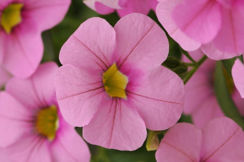 Calibrachoa 'SCabaret Light Pink', Cabaret Light Pink Calibrachoa, Mounding Calibrachoa, Trailing Calibrachoa, Pink Calibrachoa, Pink Flowers