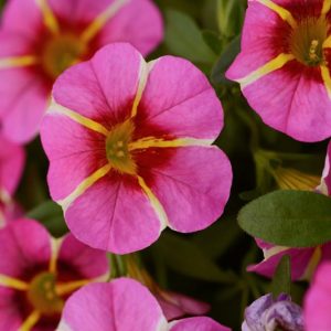 Calibrachoa 'Cabaret Pink Star', Cabaret Pink Star Calibrachoa, Mounding Calibrachoa, Trailing Calibrachoa, Pink Calibrachoa, Pink Flowers