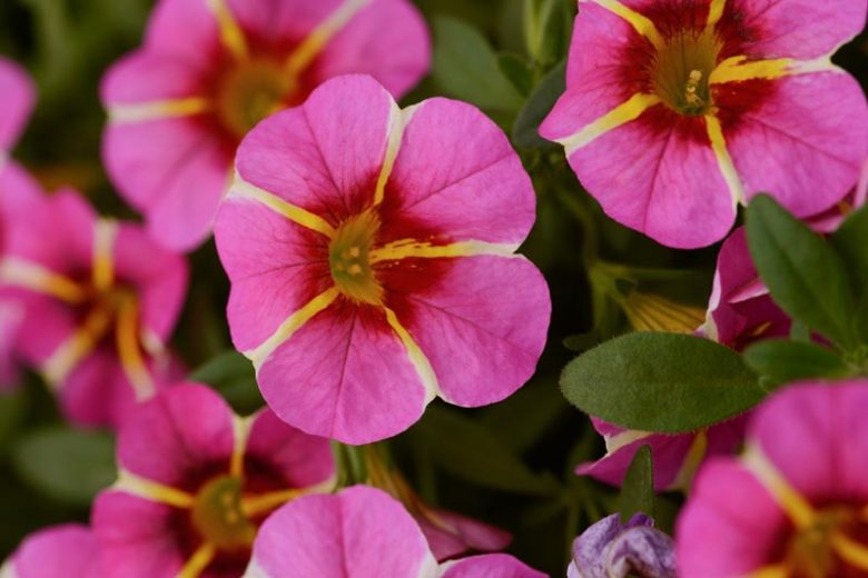 Calibrachoa 'Cabaret Pink Star', Cabaret Pink Star Calibrachoa, Mounding Calibrachoa, Trailing Calibrachoa, Pink Calibrachoa, Pink Flowers