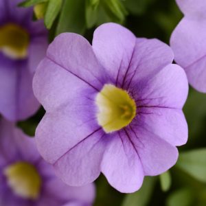 Calibrachoa 'Cabaret Sky Blue', Cabaret Sky Blue Calibrachoa, Mounding Calibrachoa, Trailing Calibrachoa, Blue Calibrachoa, Blue Flowers