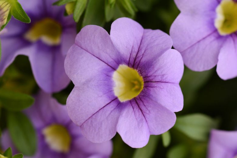 Calibrachoa 'Cabaret Sky Blue', Cabaret Sky Blue Calibrachoa, Mounding Calibrachoa, Trailing Calibrachoa, Blue Calibrachoa, Blue Flowers