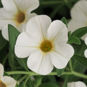 Calibrachoa 'Cabaret White', Cabaret White Calibrachoa, Mounding Calibrachoa, Trailing Calibrachoa, White Calibrachoa, White Flowers