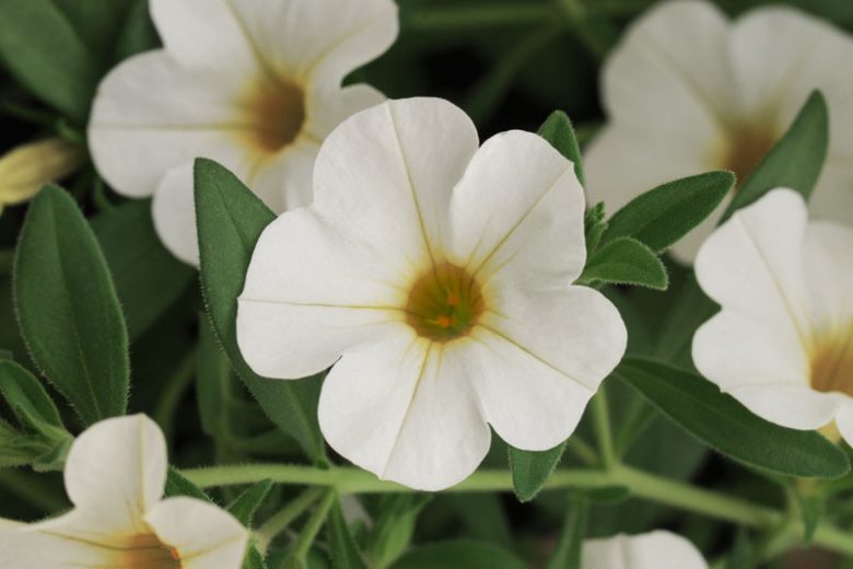 Calibrachoa 'Cabaret White', Cabaret White Calibrachoa, Mounding Calibrachoa, Trailing Calibrachoa, White Calibrachoa, White Flowers