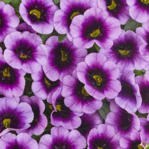 Calibrachoa 'Superbells Blue Moon Punch', Superbells Blue Moon Punch Calibrachoa, Mounding Calibrachoa, Trailing Calibrachoa, Blue Calibrachoa, Blue Flowers