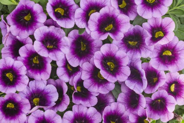 Calibrachoa 'Superbells Blue Moon Punch', Superbells Blue Moon Punch Calibrachoa, Mounding Calibrachoa, Trailing Calibrachoa, Blue Calibrachoa, Blue Flowers