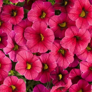 Calibrachoa 'Superbells Cherry Red', Superbells Cherry Red Calibrachoa, Mounding Calibrachoa, Trailing Calibrachoa, Red Calibrachoa, Red Flowers