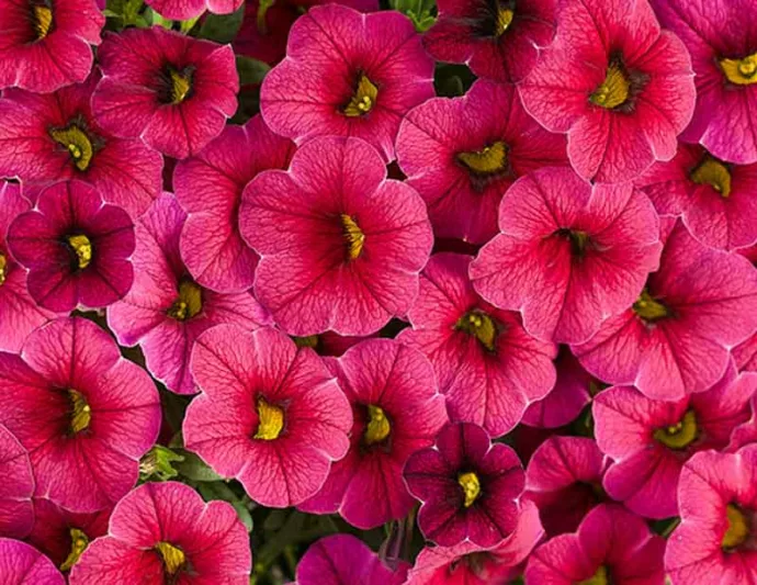 Calibrachoa 'Superbells Cherry Red', Superbells Cherry Red Calibrachoa, Mounding Calibrachoa, Trailing Calibrachoa, Red Calibrachoa, Red Flowers