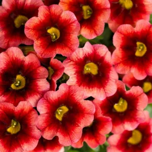 Calibrachoa 'Superbells Coralberry Punch', Superbells Coralberry Punch Calibrachoa, Mounding Calibrachoa, Trailing Calibrachoa, Coral Calibrachoa, Coral Flowers