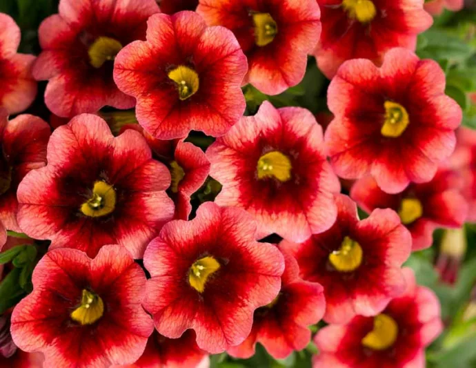 Calibrachoa 'Superbells Coralberry Punch', Superbells Coralberry Punch Calibrachoa, Mounding Calibrachoa, Trailing Calibrachoa, Coral Calibrachoa, Coral Flowers