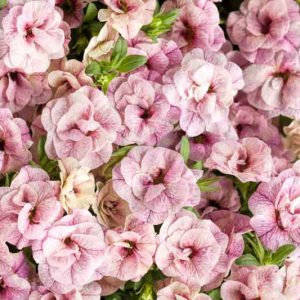 Calibrachoa 'Superbells Double Orchid', Superbells Double Orchid Calibrachoa, Mounding Calibrachoa, Trailing Calibrachoa, Pink Calibrachoa, Pink Flowers