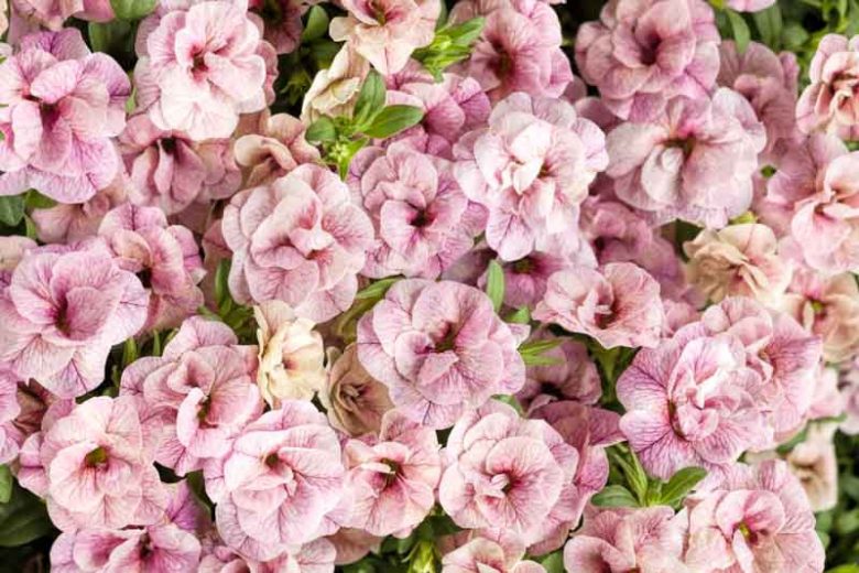 Calibrachoa 'Superbells Double Orchid', Superbells Double Orchid Calibrachoa, Mounding Calibrachoa, Trailing Calibrachoa, Pink Calibrachoa, Pink Flowers