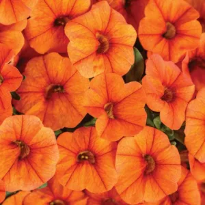 Calibrachoa 'Superbells Dreamsicle', Superbells Dreamsicle Calibrachoa, Mounding Calibrachoa, Trailing Calibrachoa, Orange Calibrachoa, Orange Flowers