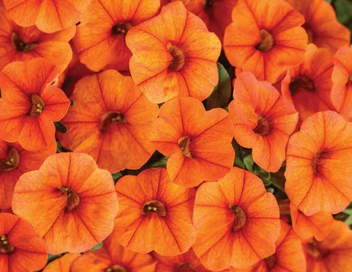 Calibrachoa 'Superbells Dreamsicle', Superbells Dreamsicle Calibrachoa, Mounding Calibrachoa, Trailing Calibrachoa, Orange Calibrachoa, Orange Flowers