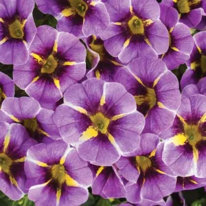 Calibrachoa 'Superbells Evening Star', Superbells Evening Star Calibrachoa, Mounding Calibrachoa, Trailing Calibrachoa, Purple Calibrachoa, Purple Flowers
