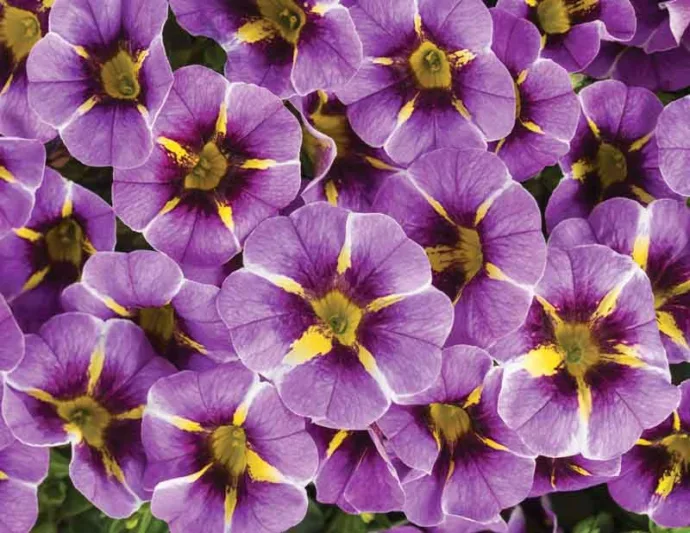 Calibrachoa 'Superbells Evening Star', Superbells Evening Star Calibrachoa, Mounding Calibrachoa, Trailing Calibrachoa, Purple Calibrachoa, Purple Flowers
