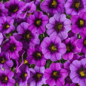 Calibrachoa 'Superbells Grape Punch', Superbells Grape Punch Calibrachoa, Mounding Calibrachoa, Trailing Calibrachoa, Purple Calibrachoa, Purple Flowers