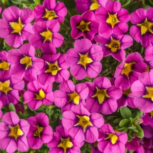 Calibrachoa 'Superbells Hollywood Star', Superbells Hollywood Star Calibrachoa, Mounding Calibrachoa, Trailing Calibrachoa, Pink Calibrachoa, Pink Flowers