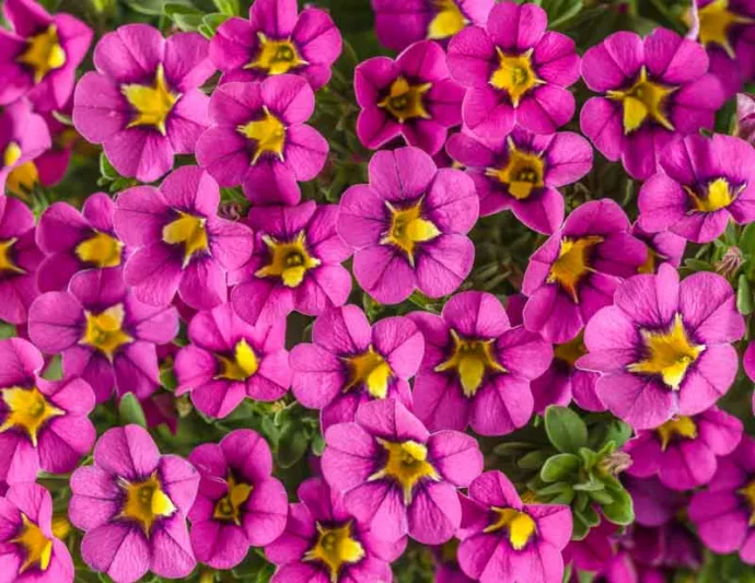 Calibrachoa 'Superbells Hollywood Star', Superbells Hollywood Star Calibrachoa, Mounding Calibrachoa, Trailing Calibrachoa, Pink Calibrachoa, Pink Flowers
