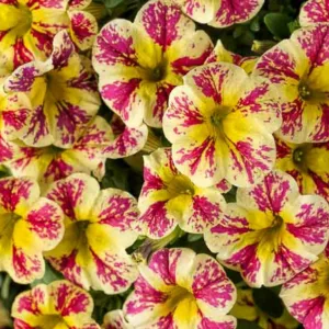 Calibrachoa 'Superbells Holy Moly!', Superbells Holy Moly! Calibrachoa, Mounding Calibrachoa, Trailing Calibrachoa, Yellow Calibrachoa, Yellow Flowers