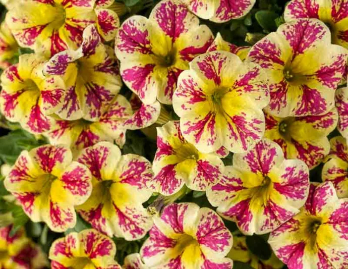 Calibrachoa 'Superbells Holy Moly!', Superbells Holy Moly! Calibrachoa, Mounding Calibrachoa, Trailing Calibrachoa, Yellow Calibrachoa, Yellow Flowers