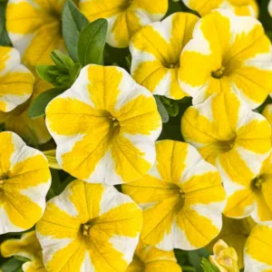 Calibrachoa 'Superbells Lemon Slice', Superbells Lemon Slice Calibrachoa, Mounding Calibrachoa, Trailing Calibrachoa, Yellow Calibrachoa, Yellow Flowers