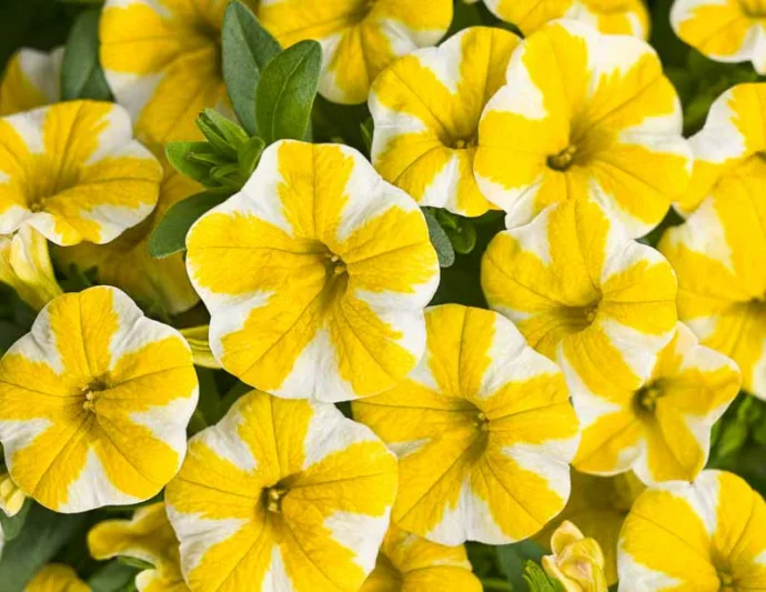 Calibrachoa 'Superbells Lemon Slice', Superbells Lemon Slice Calibrachoa, Mounding Calibrachoa, Trailing Calibrachoa, Yellow Calibrachoa, Yellow Flowers