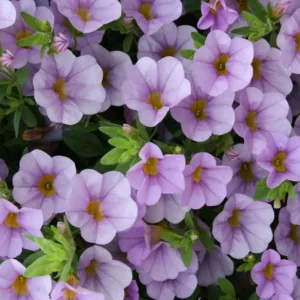 Calibrachoa 'Superbells Miss Lilac', Superbells Miss Lilac Calibrachoa, Mounding Calibrachoa, Trailing Calibrachoa, Lilac Calibrachoa, Lilac Flowers
